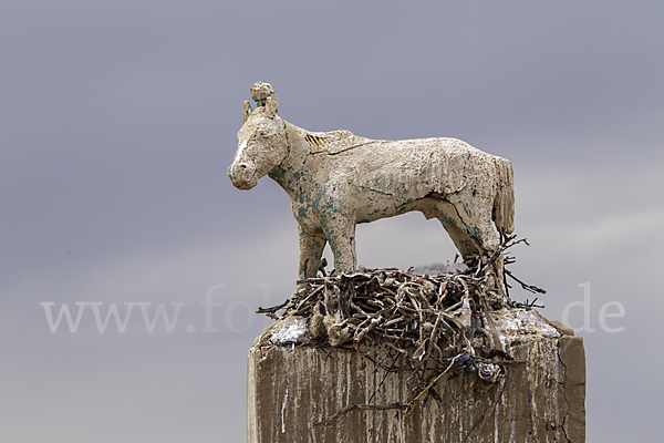 Hochlandbussard (Buteo hemilasius)