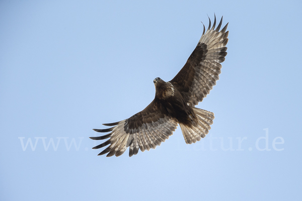 Hochlandbussard (Buteo hemilasius)