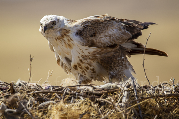 Hochlandbussard (Buteo hemilasius)