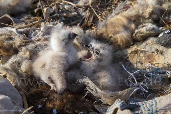 Hochlandbussard (Buteo hemilasius)