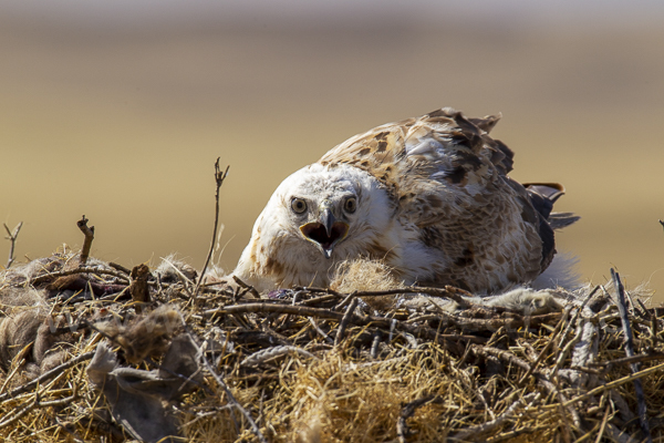 Hochlandbussard (Buteo hemilasius)