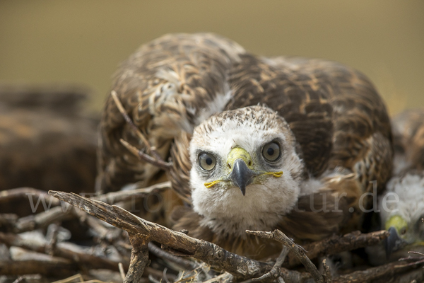 Hochlandbussard (Buteo hemilasius)