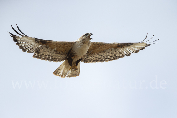 Hochlandbussard (Buteo hemilasius)