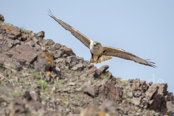 Hochlandbussard (Buteo hemilasius)