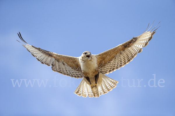 Hochlandbussard (Buteo hemilasius)