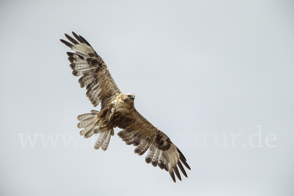 Hochlandbussard (Buteo hemilasius)