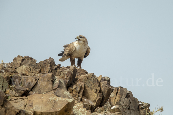 Hochlandbussard (Buteo hemilasius)