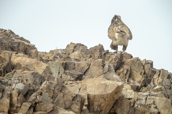 Hochlandbussard (Buteo hemilasius)