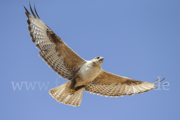 Hochlandbussard (Buteo hemilasius)