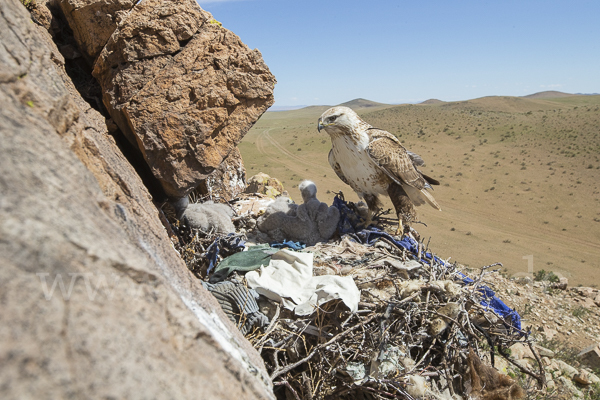 Hochlandbussard (Buteo hemilasius)