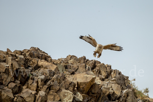 Hochlandbussard (Buteo hemilasius)