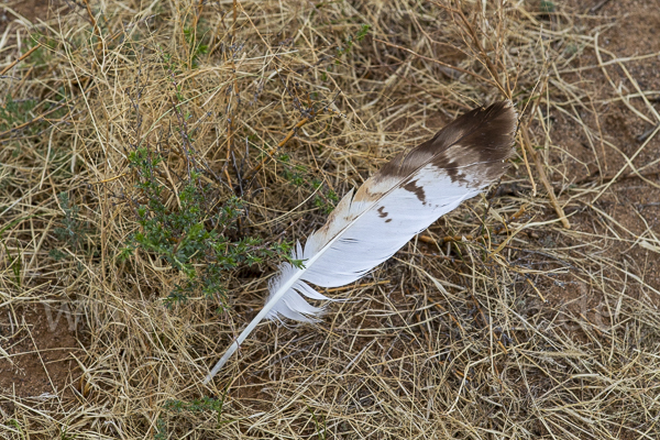 Hochlandbussard (Buteo hemilasius)