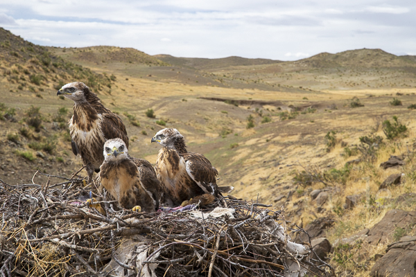 Hochlandbussard (Buteo hemilasius)