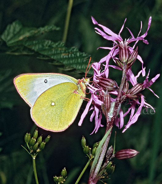 Hochmoor-Gelbling (Colias palaeno)