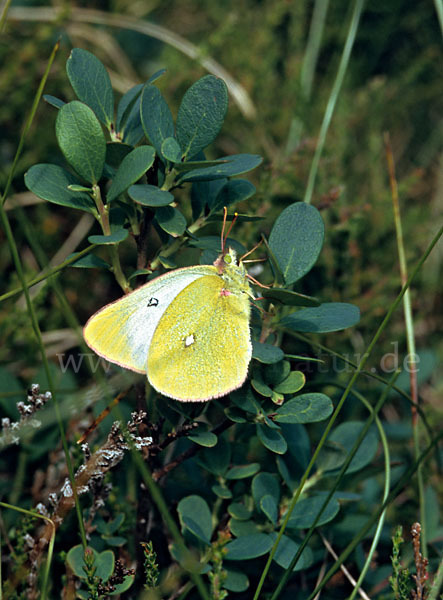 Hochmoor-Gelbling (Colias palaeno)