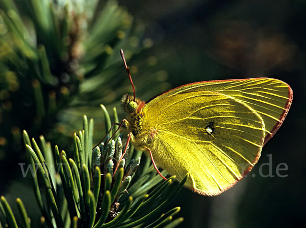 Hochmoor-Gelbling (Colias palaeno)