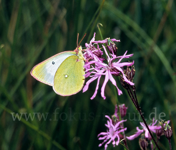 Hochmoor-Gelbling (Colias palaeno)