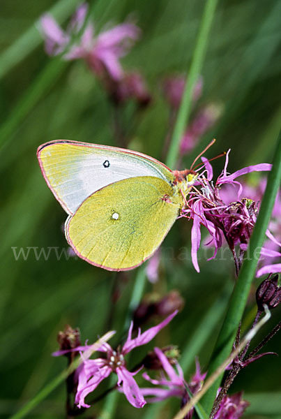 Hochmoor-Gelbling (Colias palaeno)