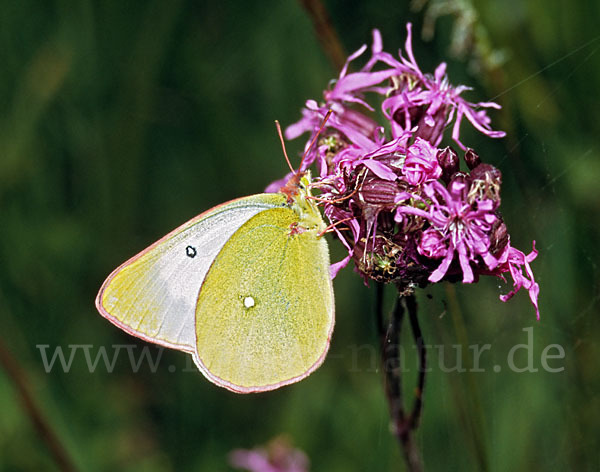 Hochmoor-Gelbling (Colias palaeno)