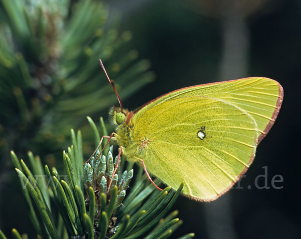 Hochmoor-Gelbling (Colias palaeno)