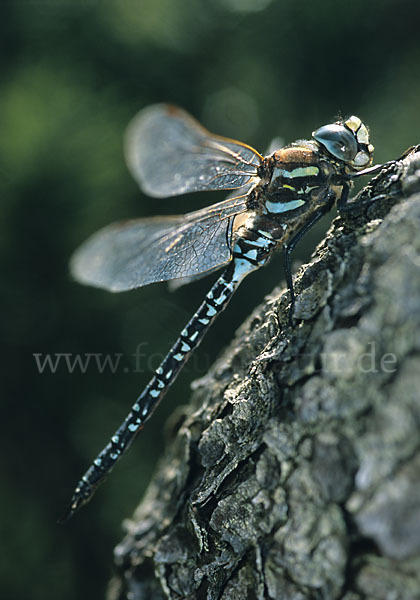 Hochmoor-Mosaikjungfer (Aeshna subarctica elisabethae)