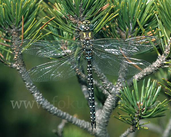 Hochmoor-Mosaikjungfer (Aeshna subarctica elisabethae)