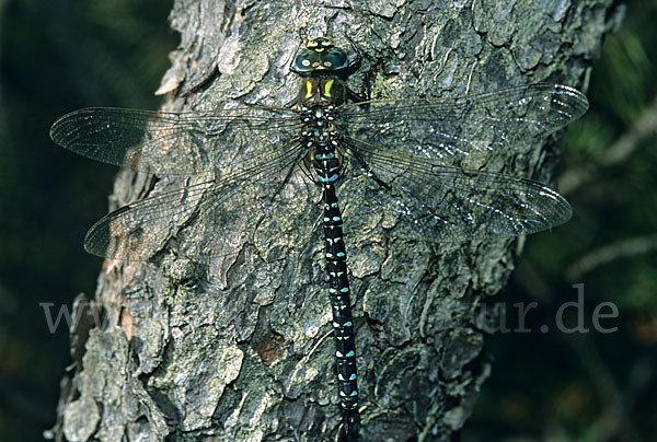 Hochmoor-Mosaikjungfer (Aeshna subarctica elisabethae)