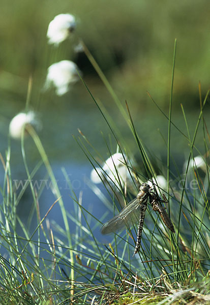 Hochmoor-Mosaikjungfer (Aeshna subarctica elisabethae)