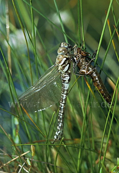 Hochmoor-Mosaikjungfer (Aeshna subarctica elisabethae)