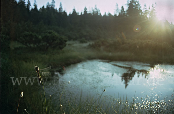 Hochmoor-Mosaikjungfer (Aeshna subarctica elisabethae)