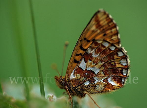 Hochmoor-Perlmutterfalter (Boloria aquilonaris)