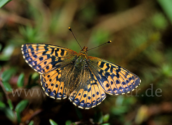 Hochmoor-Perlmutterfalter (Boloria aquilonaris)