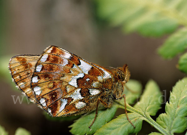 Hochmoor-Perlmutterfalter (Boloria aquilonaris)