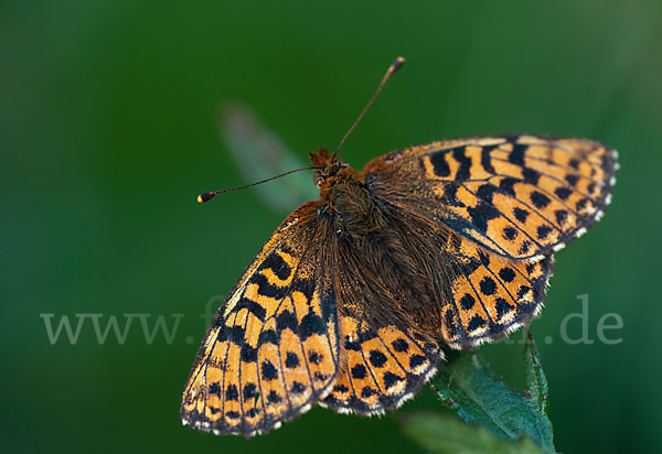 Hochmoor-Perlmutterfalter (Boloria aquilonaris)