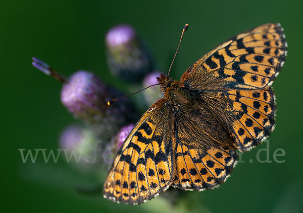 Hochmoor-Perlmutterfalter (Boloria aquilonaris)