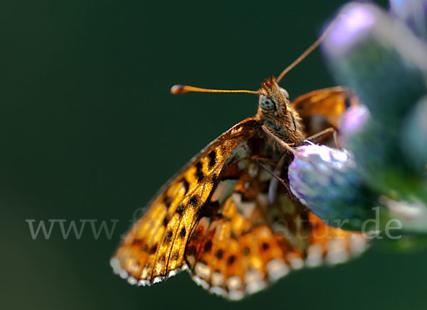 Hochmoor-Perlmutterfalter (Boloria aquilonaris)