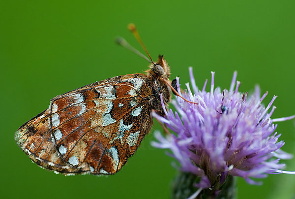 Hochmoor-Perlmutterfalter (Boloria aquilonaris)