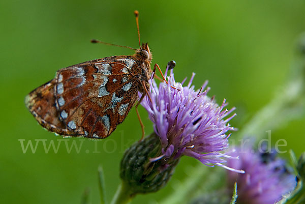 Hochmoor-Perlmutterfalter (Boloria aquilonaris)