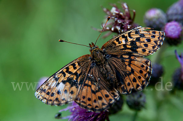 Hochmoor-Perlmutterfalter (Boloria aquilonaris)