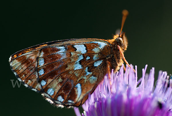 Hochmoor-Perlmutterfalter (Boloria aquilonaris)