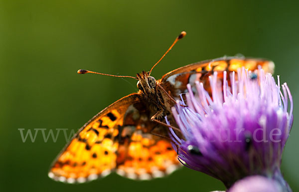 Hochmoor-Perlmutterfalter (Boloria aquilonaris)