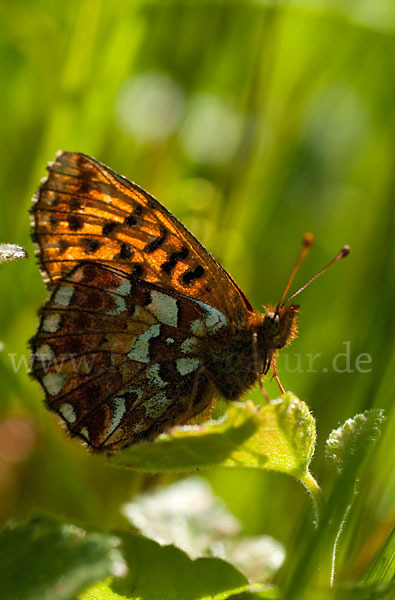 Hochmoor-Perlmutterfalter (Boloria aquilonaris)