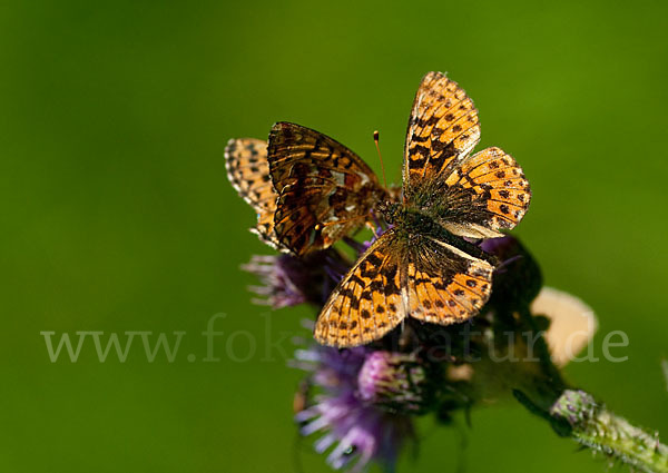 Hochmoor-Perlmutterfalter (Boloria aquilonaris)