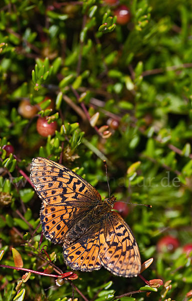 Hochmoor-Perlmutterfalter (Boloria aquilonaris)