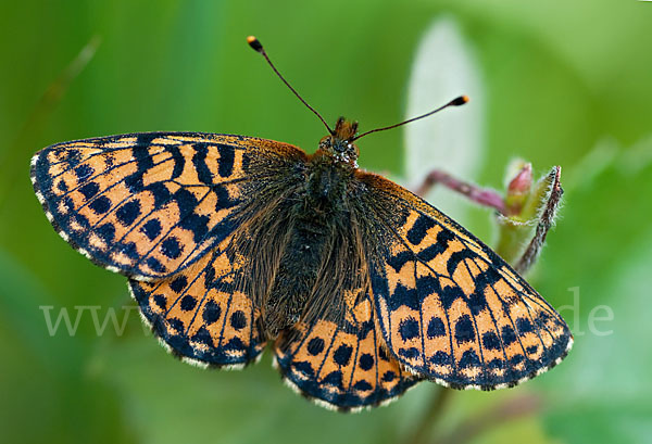 Hochmoor-Perlmutterfalter (Boloria aquilonaris)