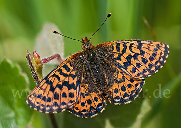 Hochmoor-Perlmutterfalter (Boloria aquilonaris)