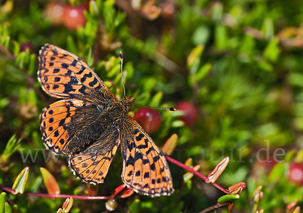 Hochmoor-Perlmutterfalter (Boloria aquilonaris)