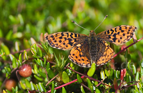 Hochmoor-Perlmutterfalter (Boloria aquilonaris)