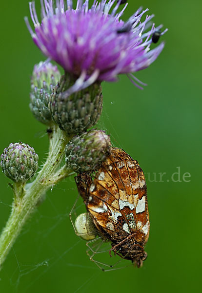 Hochmoor-Perlmutterfalter (Boloria aquilonaris)