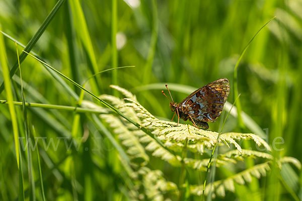 Hochmoor-Perlmutterfalter (Boloria aquilonaris)